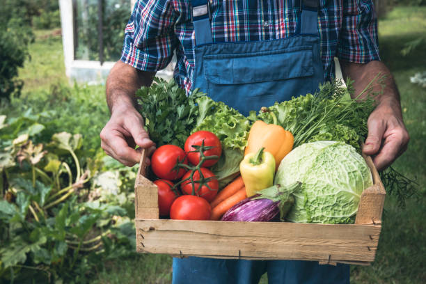 istock Farmer and full box of organic vegetable. Harvest. Copy space 1422874392