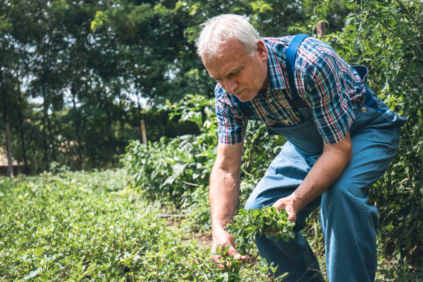 istock Farmer in the organic garden 1422874416