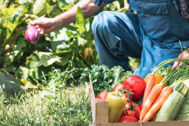 istock Farmer and full box of organic vegetable. Harvest. Copy space 1422874432