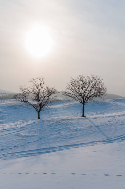 istock Barren trees on a snowy hill 1422874557