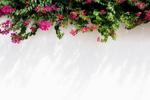 istock White wall background with pink summer flowers providing floral border 1422874777