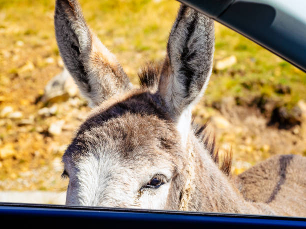 istock donkey begging for food in an open car window 1422875437