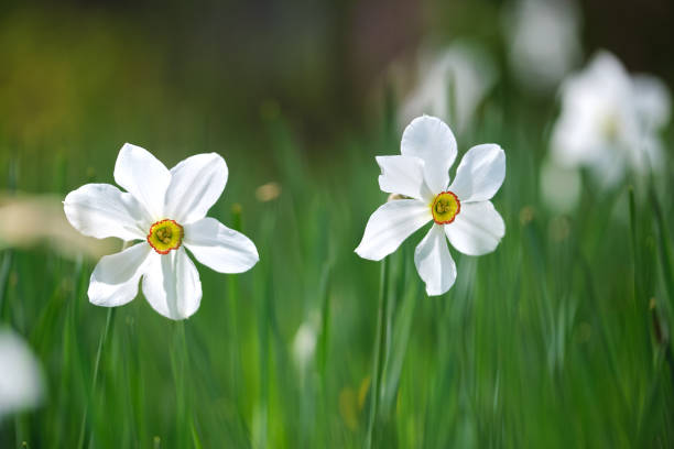 istock White tender narcissus flowers blooming in spring sunny garden 1422876343