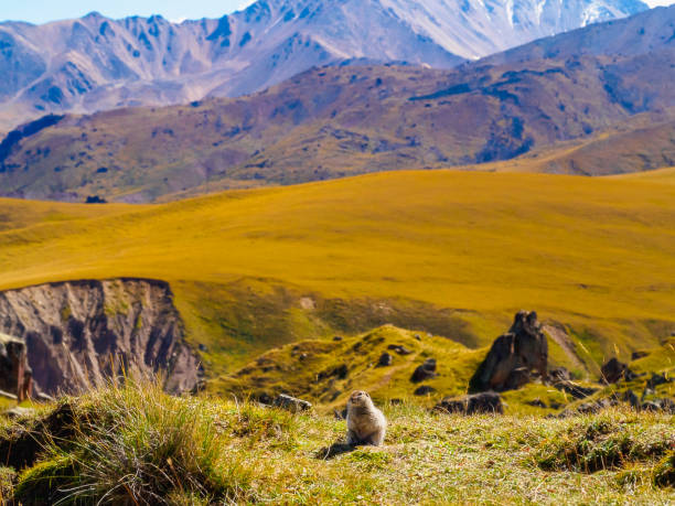 Grizzly bear breast feeding her cubs in stunning scenery of tundra in the Denali National Park, June, Alaska.