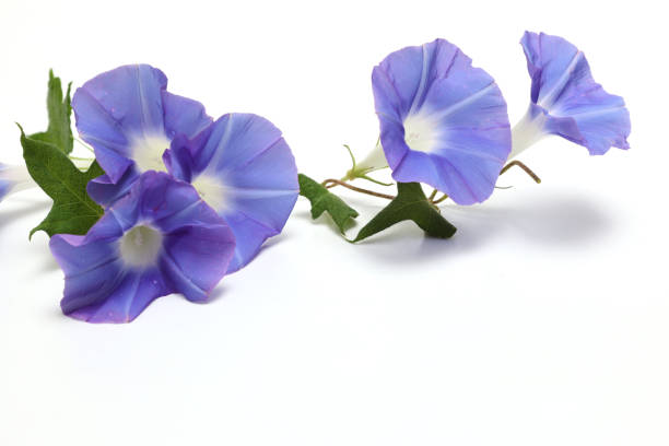 istock Purple morning glory isolated on a white background. 1422880408