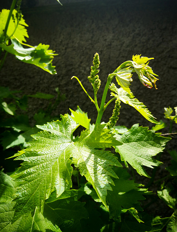 Bright image of the beginning of inflorescence of  muscat grape plants. Dark wall highlight the bright and vivid color of young green leaves of the plant