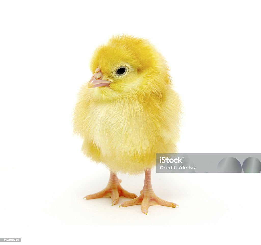 little chicken little chicken isolated on the white Animal Stock Photo