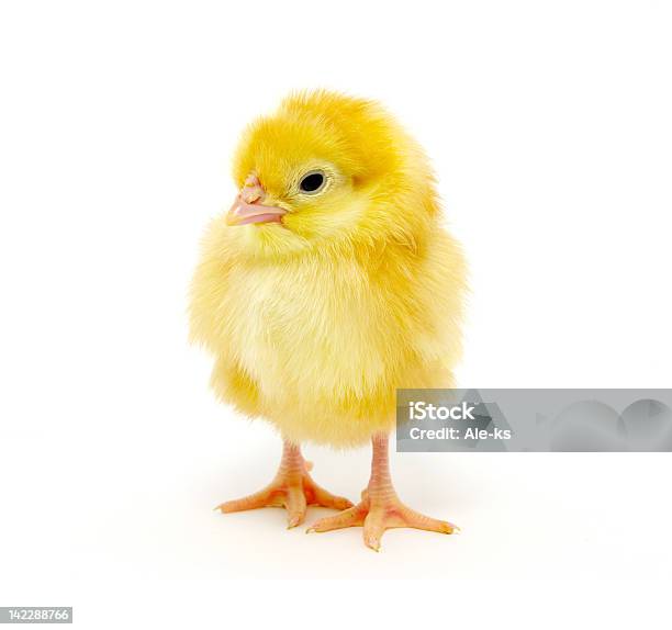Little Chicken Stock Photo - Download Image Now - Animal, Baby Chicken, Bird