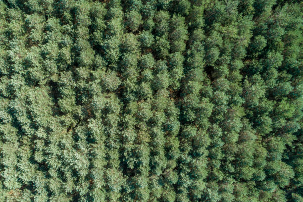 istock Zenithal aerial view of a pine forest 1422887979