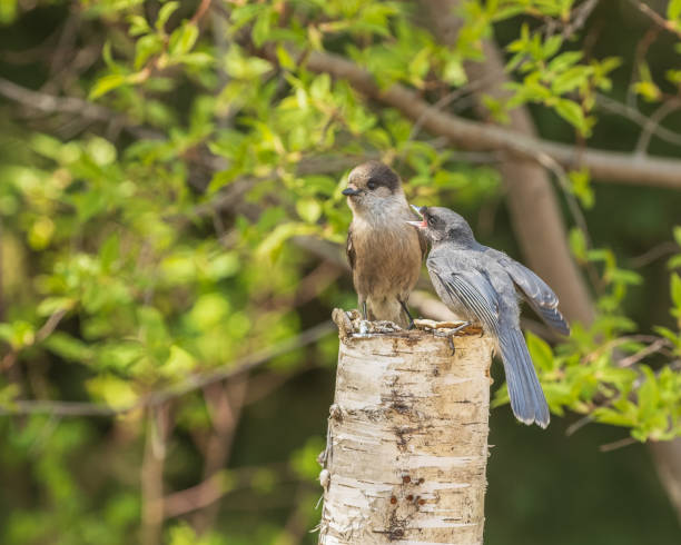 istock Begging Fledgling and Adult Gray Jay or Canada Jay 1422888343