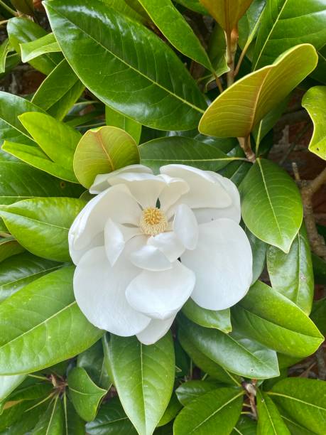 花のマグノリアグランディフローラ9月。 - sweet magnolia ストックフォトと画像