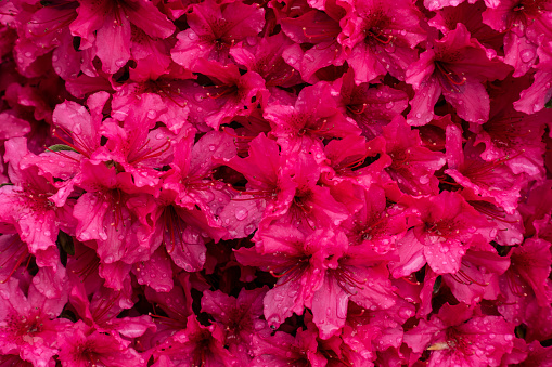 A clump of deep pink Azalea flowers after rain