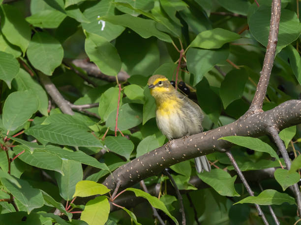 istock A Townsend's Warbler in Alaska 1422893193