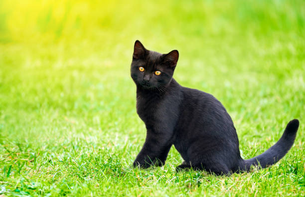 istock Black kitten sitting outdoors on green grass 1422893982