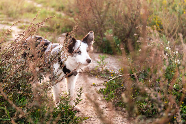 border collie puppy niebieski merle - spring bud horizontal color image zdjęcia i obrazy z banku zdjęć