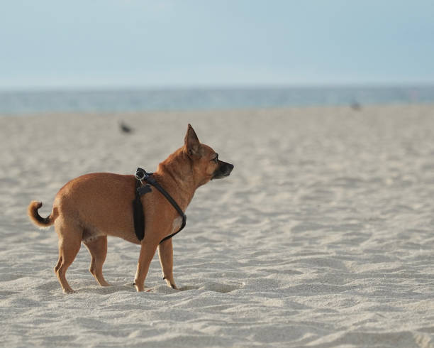 istock Little beach chihuahua 1422896566