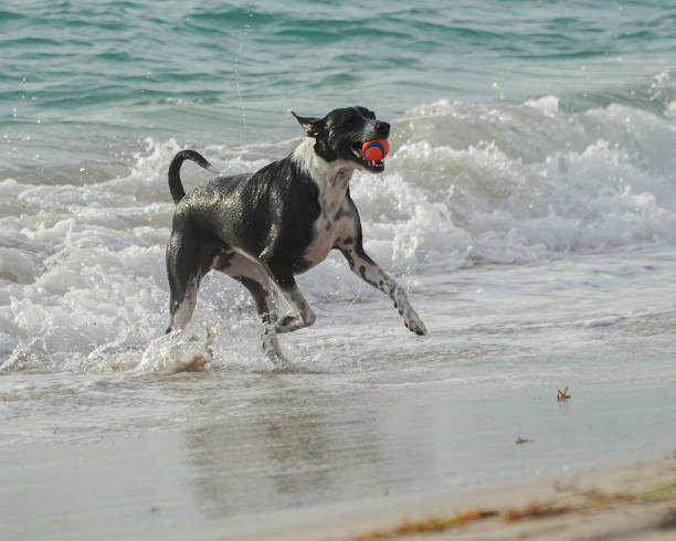 istock Large breed dog mix playing in the ocean. 1422896589