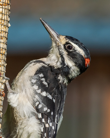 The hairy woodpecker is a medium-sized woodpecker that is found over a large area of North America. It is approximately 250 mm in length with a 380 mm wingspan. With an estimated population in 2003 of over nine million individuals, the hairy woodpecker is listed by the IUCN as a species of least concern.