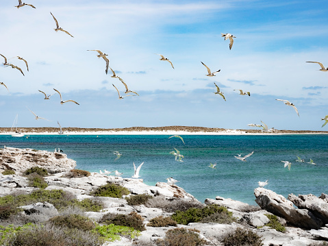 Sea birds in flight on the  Houtman Abrolhos Islands Western Australia