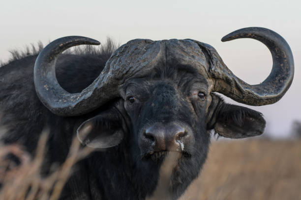 istock African Buffalo bull portrait with big horns 1422903507