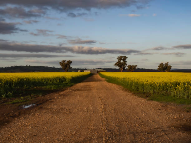 istock Dirt road through canola fields at sunset 1422903966