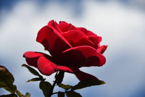 Large format, extreme close up of a single bright red rose bloom in the sunlight against a cloudy sky.