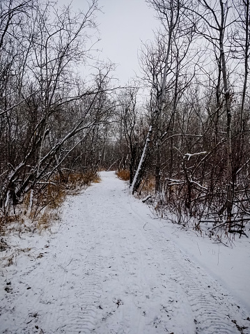 Assiniboine forest is a beautiful place to go for a walk in the winter