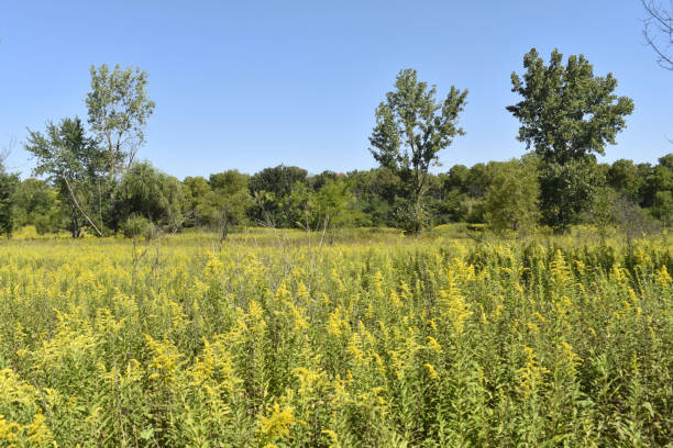 istock Field of Goldenrod 1422915204