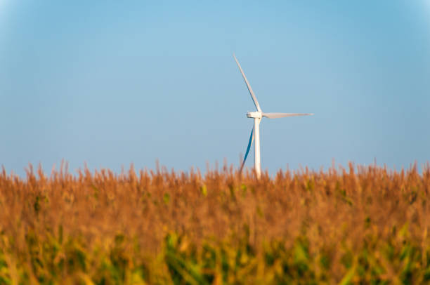 A field of large wind turbines in Dexter Minnesota, USA