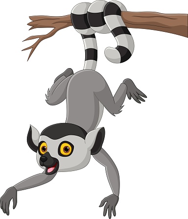 Vector illustration of Cartoon cute lemur hanging on tree branch