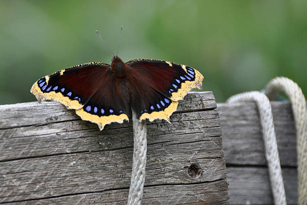 istock Mourning cloak butterfly on the garden fence 142291993