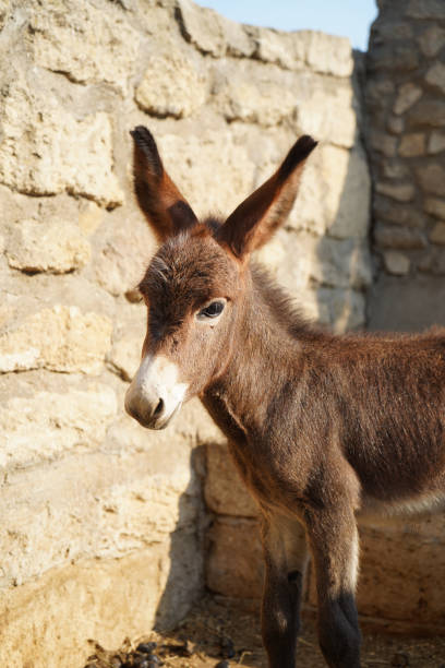 istock Funny donkey standing in the stall 1422921055