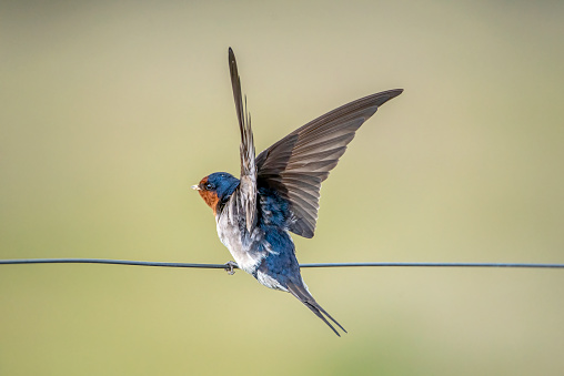 Close up of a tiny Swallow perched on wire fence