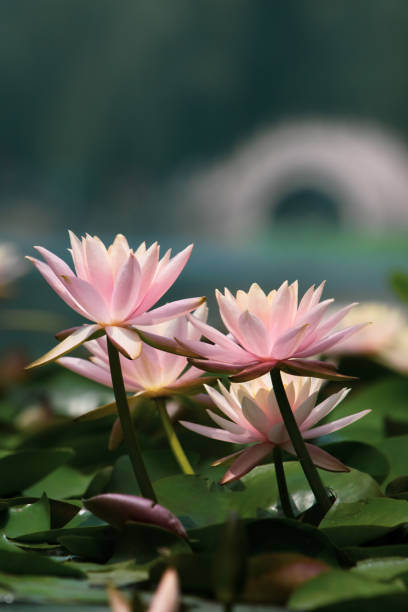연근 수련 - lotus flower single flower red 뉴스 사진 이미지
