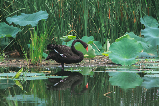 Beautiful black swan Cygnus Atratus descends on wooden deck into emerald water.  Pond called Big Lake with Swan Island. Sunny spring day in Arboretum Park Southern Cultures in Sirius (Adler) Sochi.