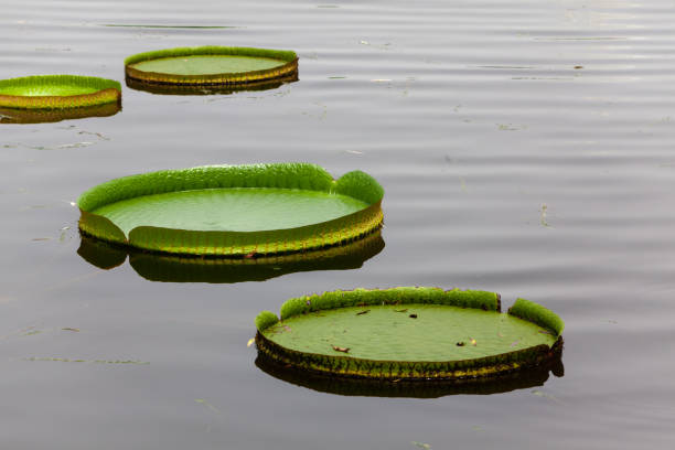 victoria waterlily leaves