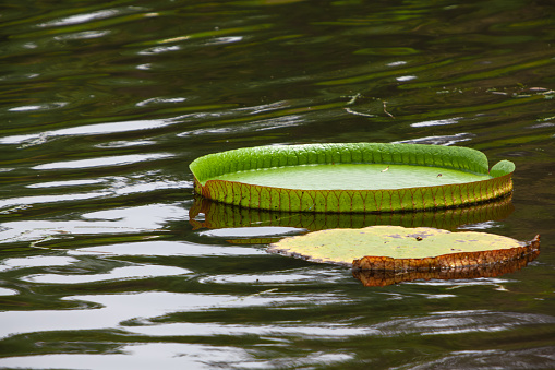 Waterlilies in a pond. Scene from botanical garden in Zagreb, Croatia. Selective focus.
