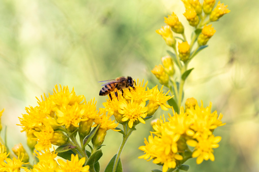Bee gathering pollen on wildflowers