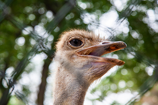 ostrich looks into the camera