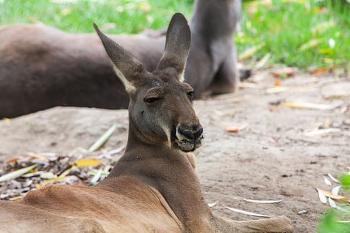 portrait of mother kangaroo with joey in pouch