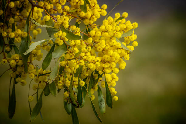 Australian native wattle flowers stock photo
