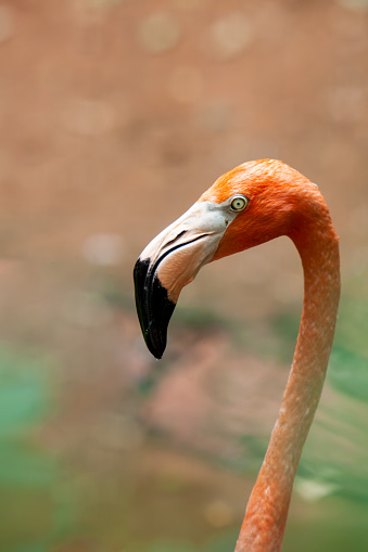 Portrait of pink flamingo