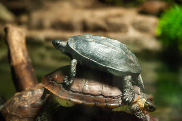istock turtle swimming in pond 1422924960