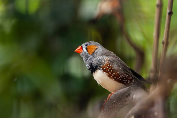 zebra finch. birds zebra finch. birds zebra finch stock pictures, royalty-free photos & images