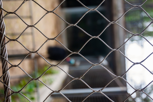 local ducklings in the cage