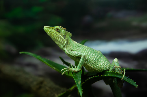 Four years old green iguana on white background.