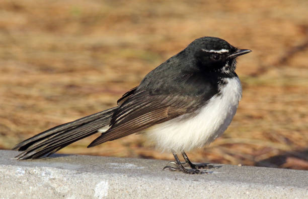 istock Willie wagtail bird sitting on the ground on a cement kerb 1422927108