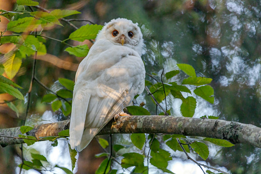 Albino Barred Owl perched on a tree branch, British Columbia, Canada