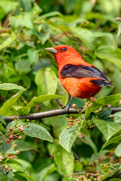 istock Male Scarlet Tanager perched on a tree branch 1422932019