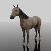 pferd.jpg?b=1&s=170x170&k=20&c=TsOGcJIn-